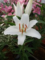 [5339 Kayenta VH No01.JPG]